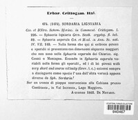 Coniochaeta ligniaria image